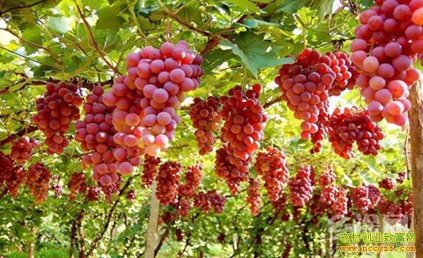 ������׬Ǯ�������ɽ���������ѡ���ľ���ѧ