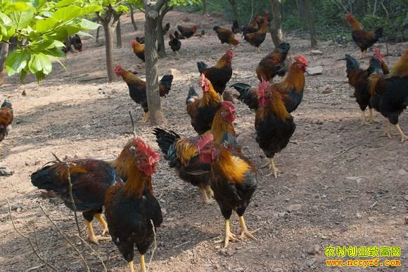 �Ĵ���ˮ����������������ֳ��ɽ����׬50��Ԫ