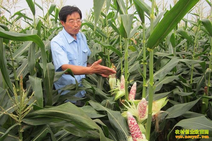 2016���°�����ֲʲô��׬Ǯ