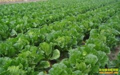 2016年下半年种植什么最赚钱