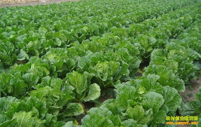 2016���°�����ֲʲô��׬Ǯ