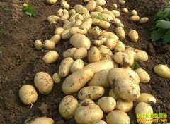 �����۸���ˮ�� ��ֲ������׬Ǯ��