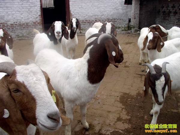 2016�°�����۸���������������������׬Ǯ��