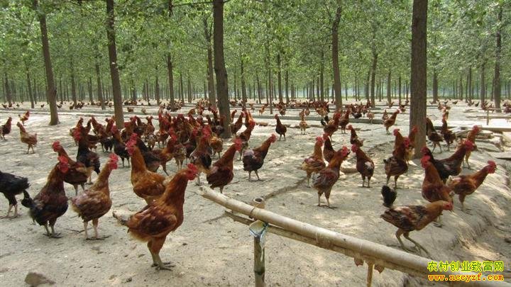 �����������ɺ�ɢ������׬����ʮ��Ԫ