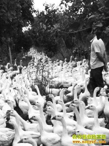 ɽ��������ƽ�������׶� ǧĶ�ֵ�����100��Ԫ