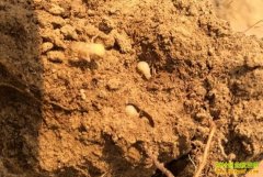 �����ô��ֳ������˹���ֳ����