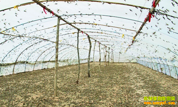 ɽ����馸����ٴ�����������׬8���Ԫ