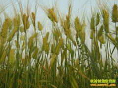 ��ֲʲô��׬Ǯ:ơ�ƴ���,�߸Ʋ�,��ɽҩ��ֲǰ������