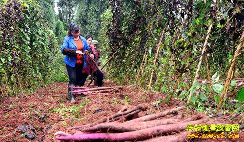 ��ֲʲô��׬Ǯ:ơ�ƴ���,�߸Ʋ�,��ɽҩ��ֲǰ������