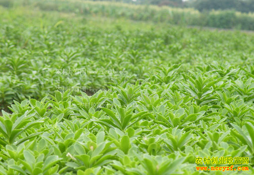 ��ֲʲô��׬Ǯ:ơ�ƴ���,�߸Ʋ�,��ɽҩ��ֲǰ������