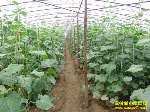 ����߲���ֲʲôƷ�ֺã�