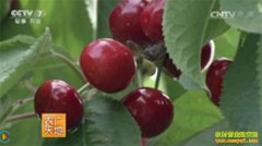 [ũ�����]���ӣ�����༼����Ƶ