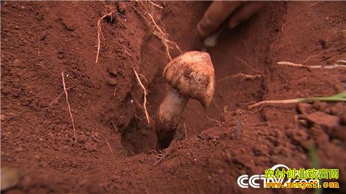 [�¸���]����½����ʤ���ӹ�����Ұ������ǧ��Ƹ�