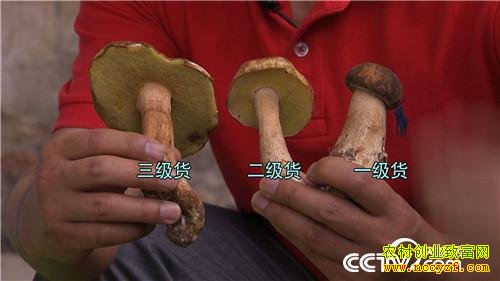 һ���������˵�ǧ��Ƹ�