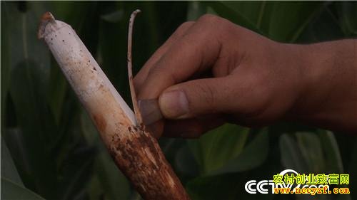 һ���������˵�ǧ��Ƹ�