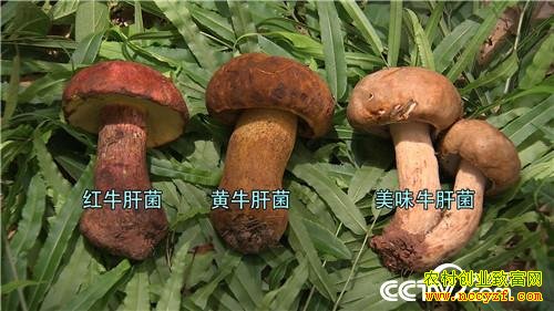 [�¸���]����½����ʤ���ӹ�����Ұ������ǧ��Ƹ�