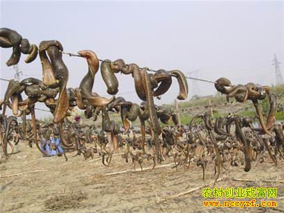 ��ҩ��ˮ��ͼƬ