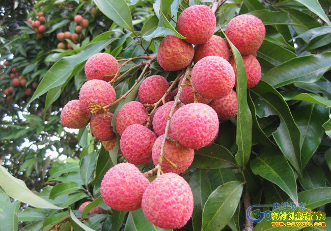 ���ϳ�������͢����ֲ�޺���֦ÿ������98Ԫ