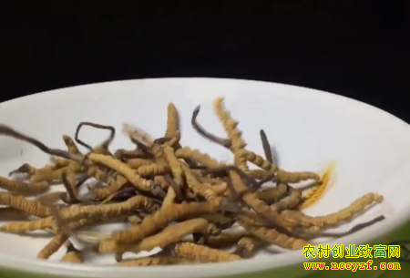 [ÿ��ũ��]ѩ���ԭ�ϵĳ�ݲƸ�