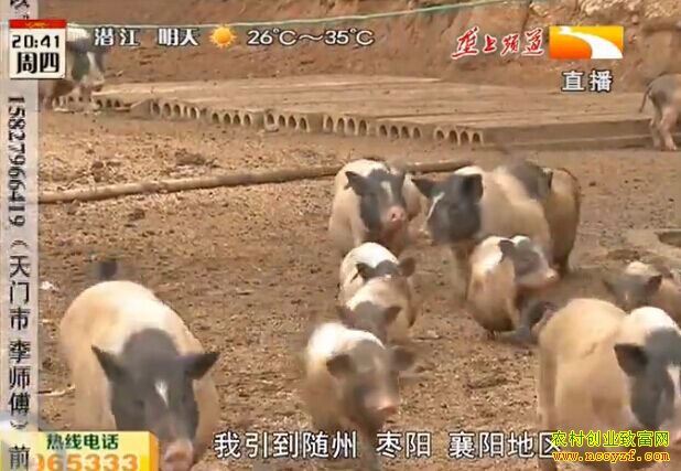 ��������¢������ֳ�¸��ð�����Ƶ�������������� һ������һ����