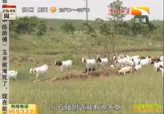 �¸��ð������ܽ����ݳ������׬Ǯ