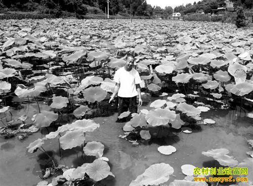 �����ϴ�����ƽ��ֲ��ź������Ķ������Ԫ