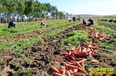 �ֺ��ܲ�׬Ǯ�𣺺��ܲ��۸񱩵� ������ֲ������