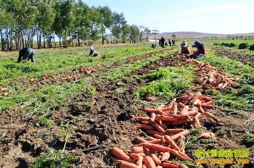 �ֺ��ܲ�׬Ǯ�𣺺��ܲ��۸񱩵� ������ֲ������