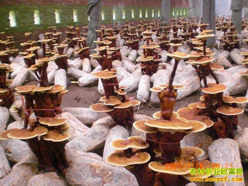 ��֥�˹����༼��Ҫ��