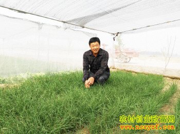 ɽ����ƽ��ʿΰ�����ֳ��ľ²˺ܳ���