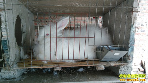 ��ë����ֳ�������������ó�ë��