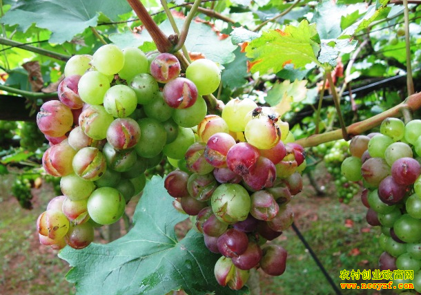 �����ѹ���ʲôԭ�� �������������ѹ���