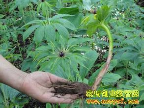 ��ҩ����¥�۸�