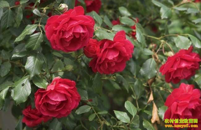 �㽭��������Ԫ��ֲõ���������������¸�·