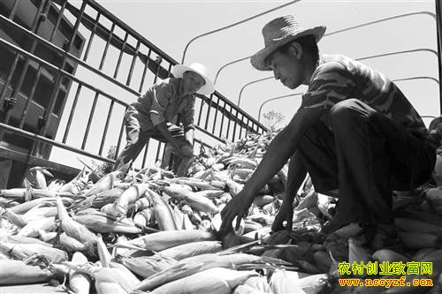 ������������ֲ��ʳŴ���׳�ũ���¸�����Ŀ