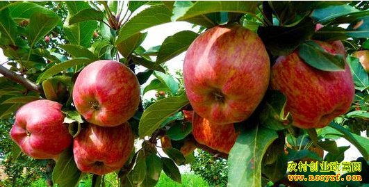 ����ƻ�����ؼ۸񣺸���ƻ������ �۸��ǰ�ߺ��