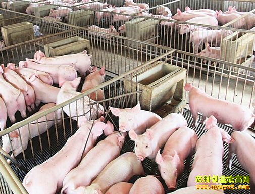 �����۸�ʼ�ߵ� ��С����ֳ���������