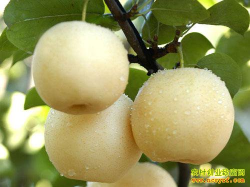 2016��ʹ���۸�Ԥ�⣺����ʧ��ƹ������м۸����