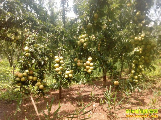 ������ɽ���Ķ���ֲ8Ķ�����������߰���Ԫ