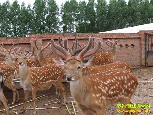 ����ʡƽ������Ρ����¹ۏ���¸���·