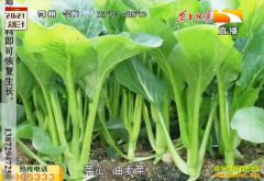 ����ũ����ֲʲô�ã��������������ڶ�Ч���