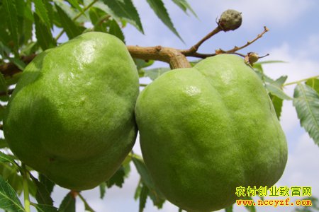 [ÿ��ũ��]���Ĳ��񡱵Ĺ����Ĺڹ���Ȼ�д���