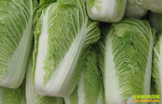 2016��ײ˼۸�����Ԥ�⣺����ײ˼۸������߸�