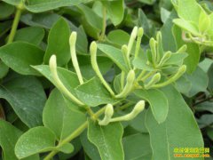 2018��3��6�����½������۸�����Ԥ��