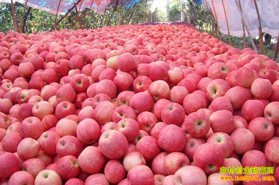 2016��ƻ���۸�����Ԥ��