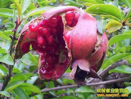 ʯ���ѹ�����ֹ�����Ԥ��ʯ���ѹ�