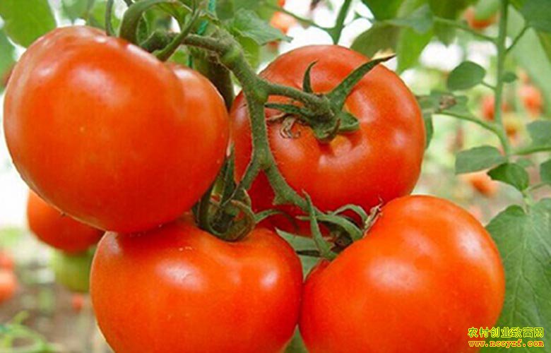 ���ɹŰ�ͷ����ֲ��ɫ�л�����ѳ�ũ���¸�����Ŀ