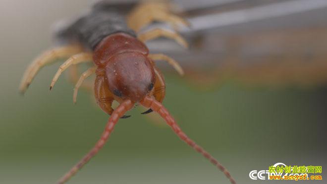  [��ɫʱ��]ɽ�������Ź�֥�������� ��ȡ�������� 20160717