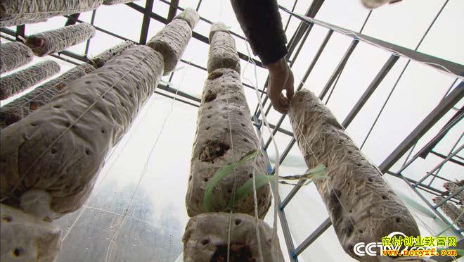 [��ɫʱ��]��������������ֳ����ҵ�¸���Ƶ