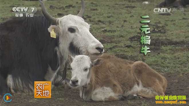 ũ�������ţ��Ƶ��ǧ������ţ20160809